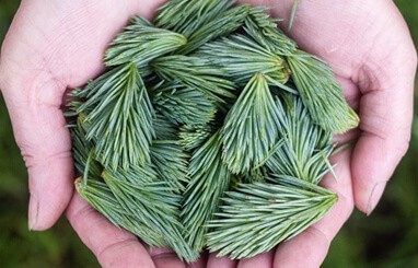 green tea 1
